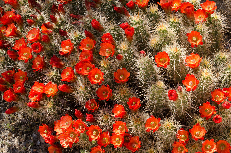 Blooming Cactus Flowers — Red, Vibrant