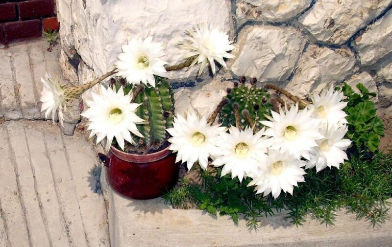 Blooming Cactus Flowers — White, Calm