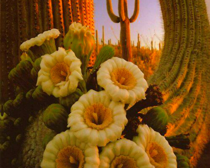 Blooming Cactus Flowers — White, Serene