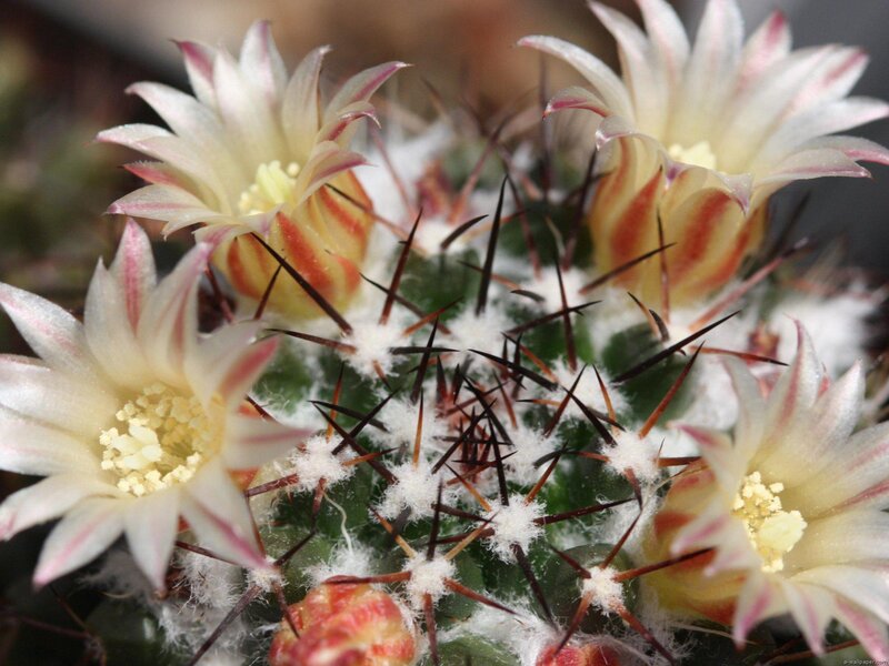 Blooming Cactus Flowers — White