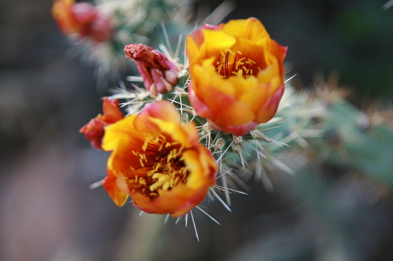 Blooming Cactus Flowers — Yellow, Natural, Afternoon