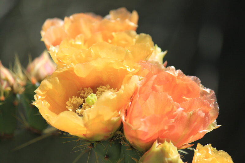 Blooming Cactus Flowers — Yellow, Natural