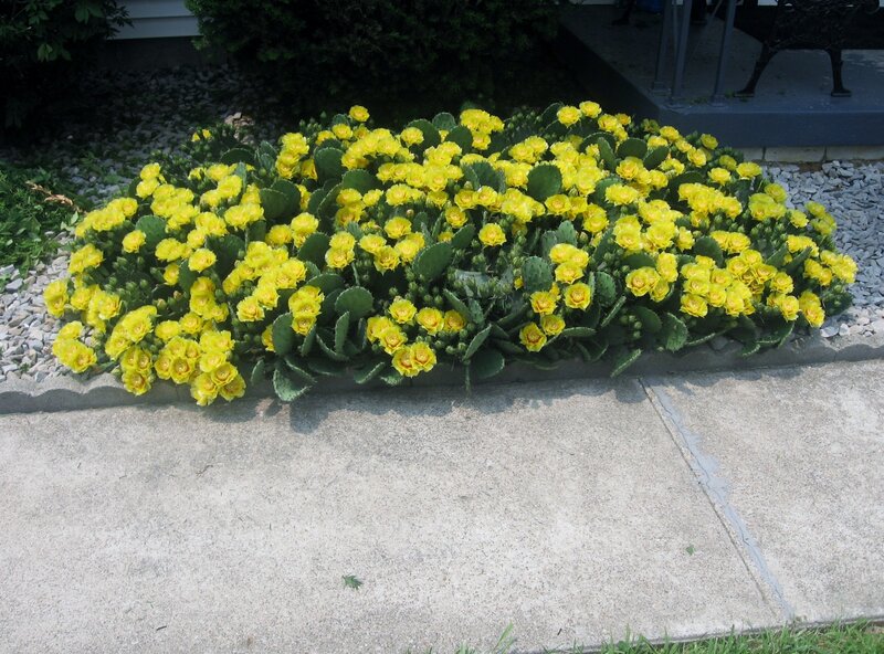 Blooming Cactus Flowers — Yellow