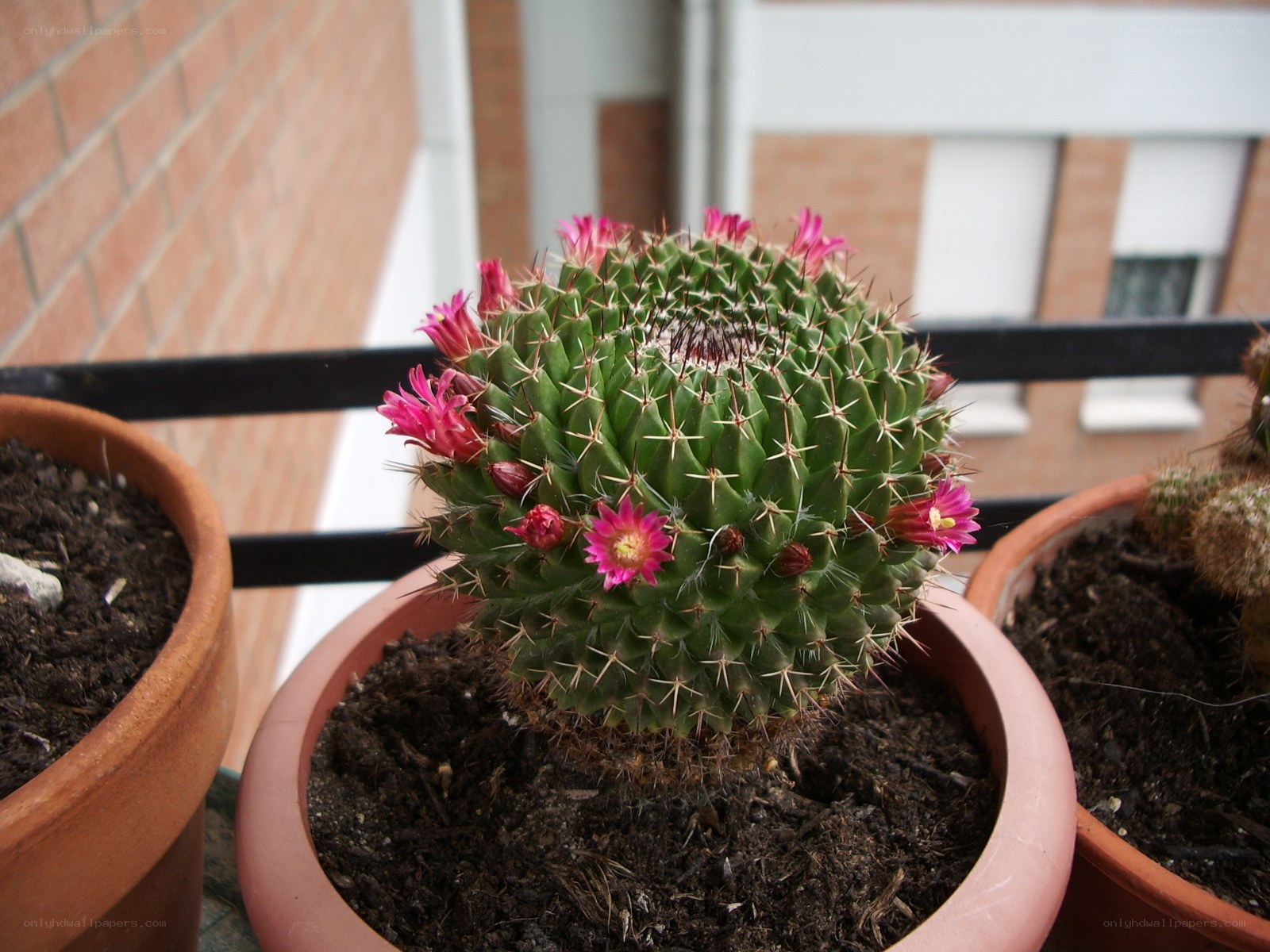 blooming cactus in a pot