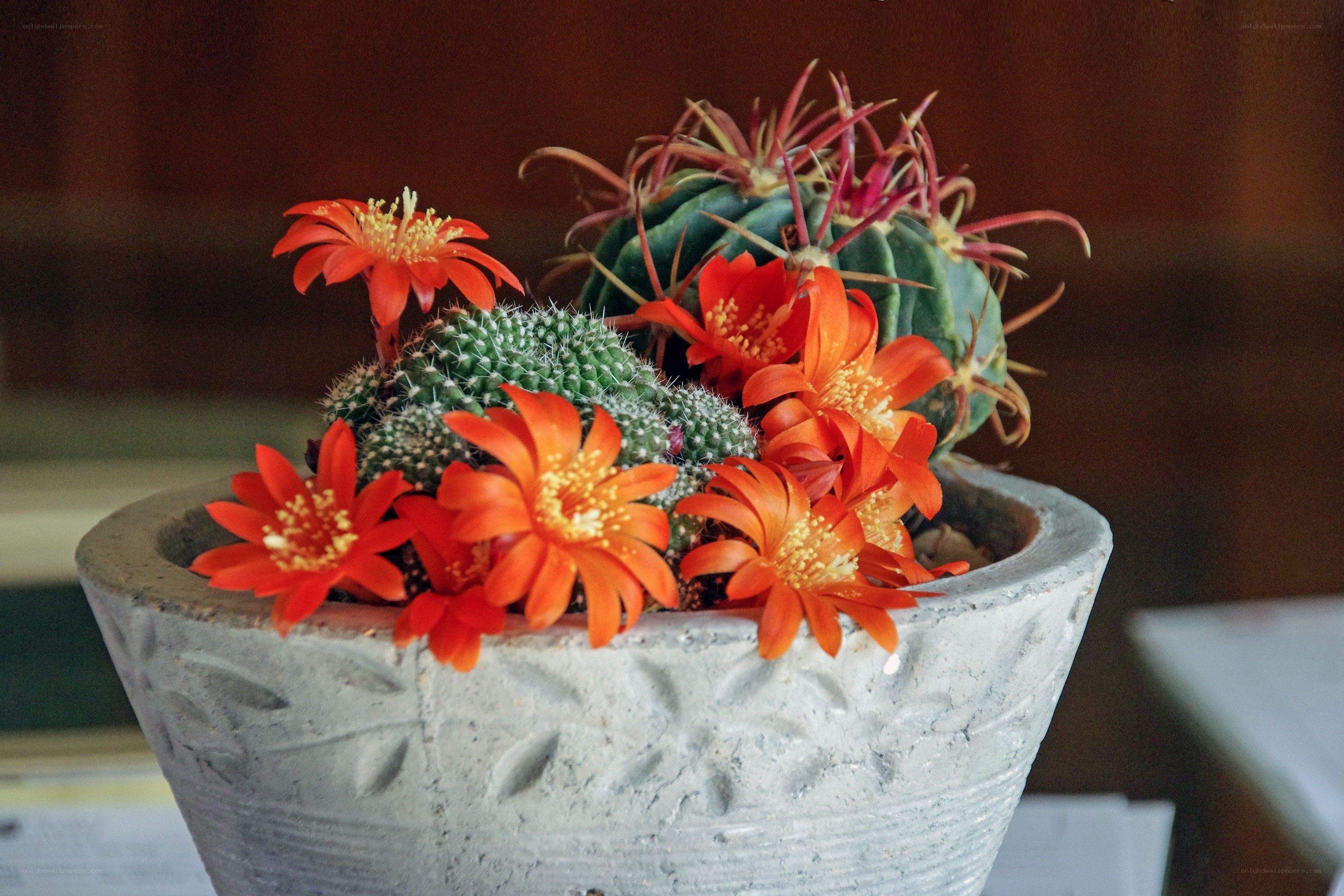 Blooming cactus in a pot