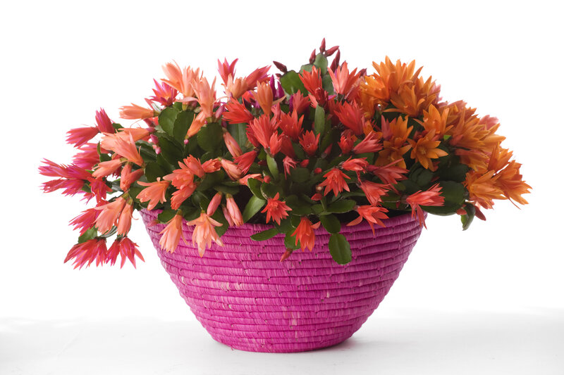 Blooming Cactus in Basket