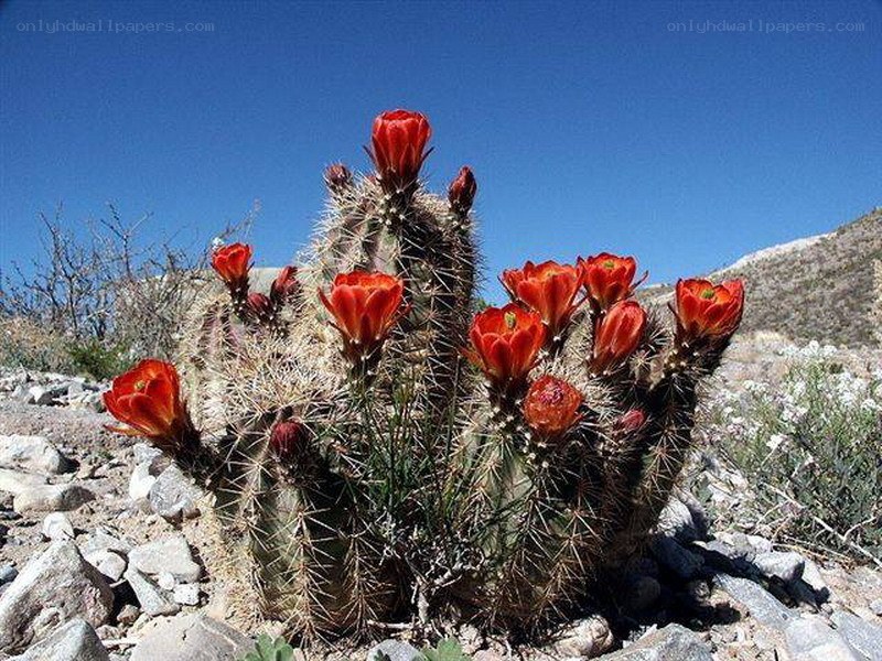 blooming cactus in desert