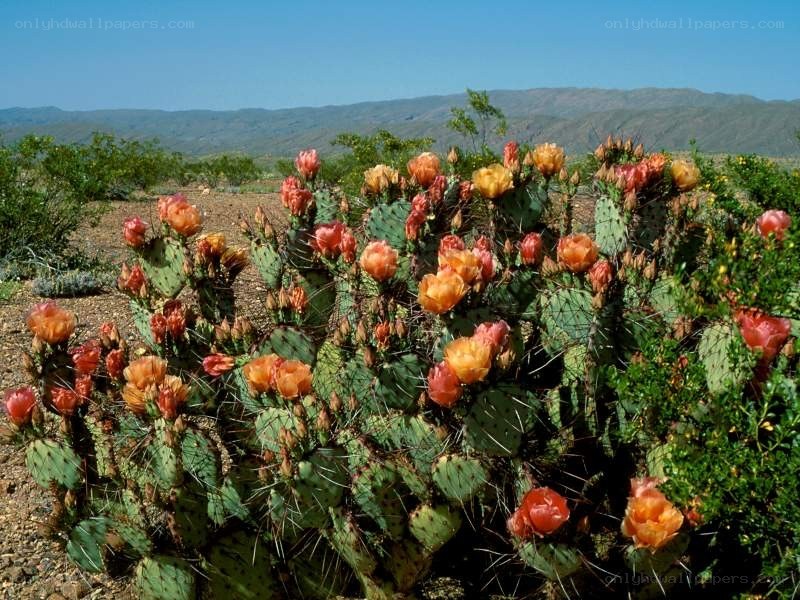 Blooming cactus in desert landscape