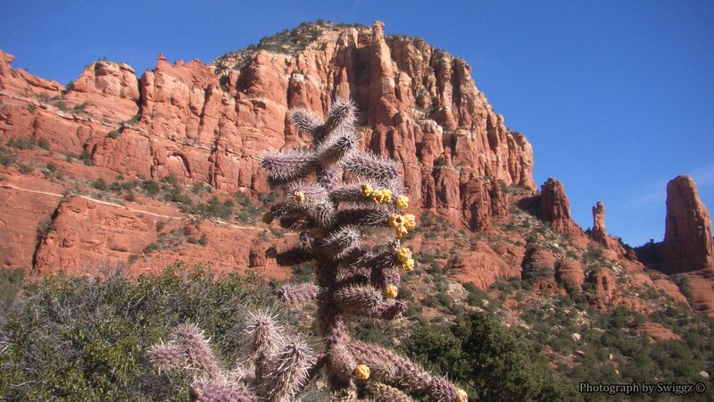 Blooming Cactus in Desert — Red