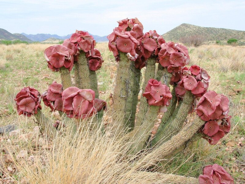blooming cactus in desert