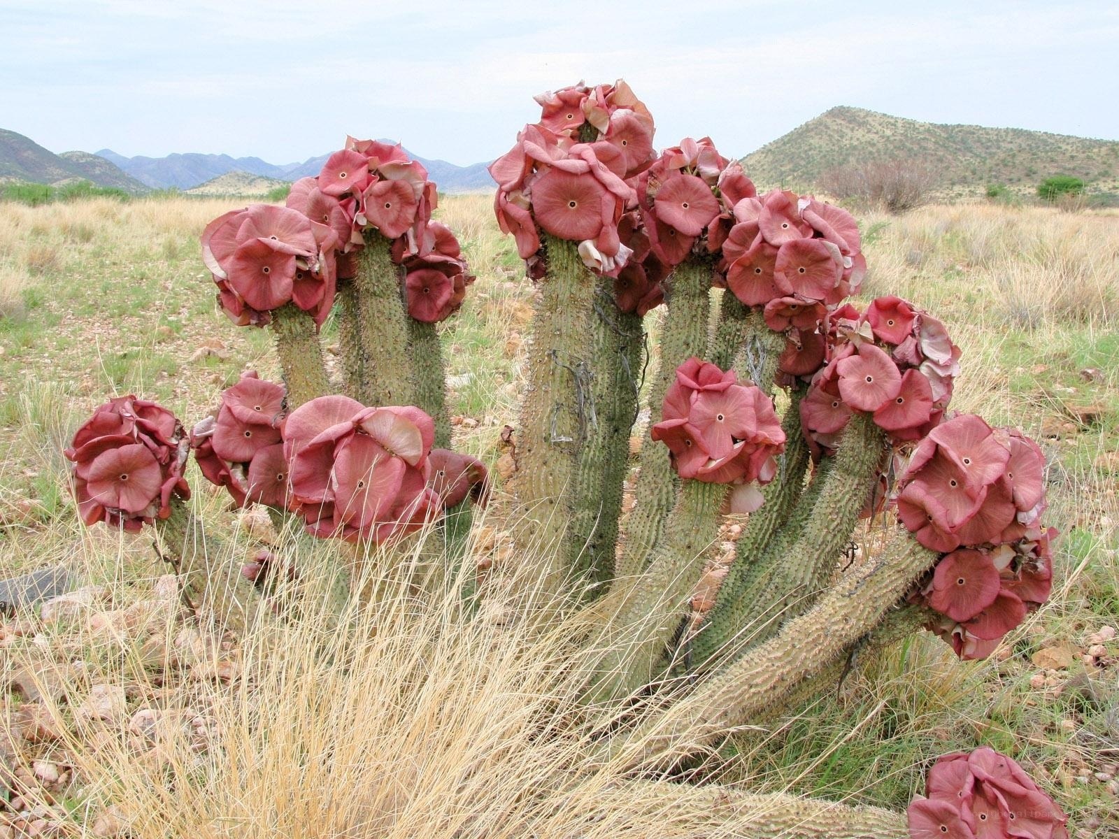 blooming cactus in desert
