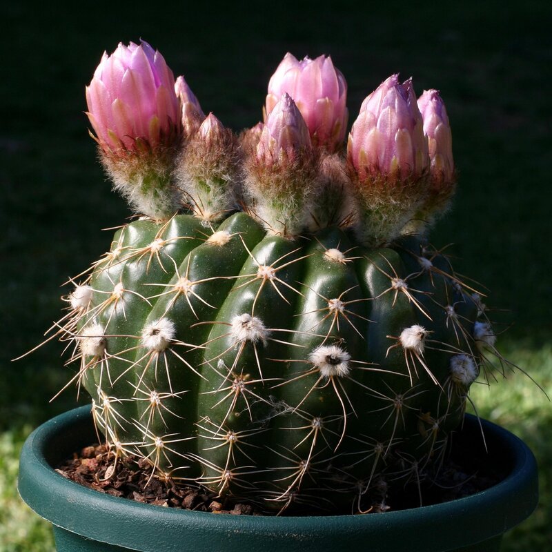 blooming cactus in pot