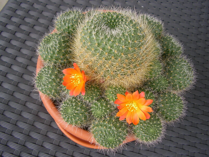 Blooming Cactus in Pot — Green