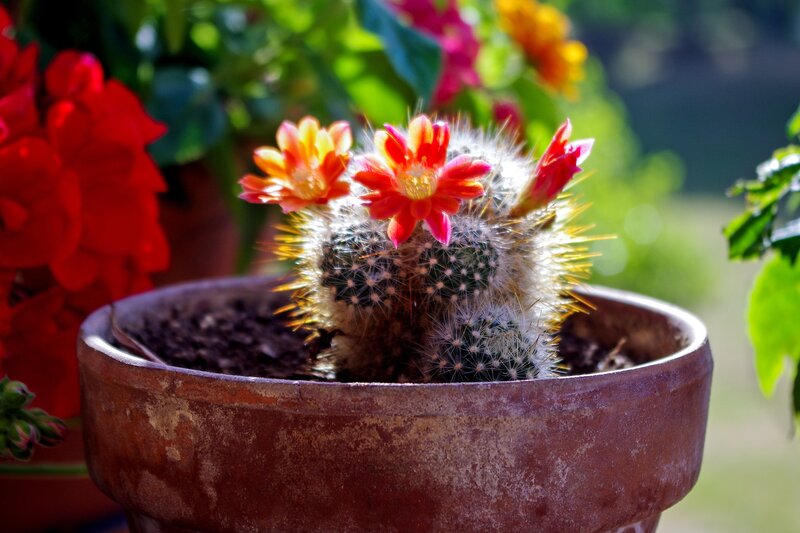 Blooming Cactus in Pot — Red