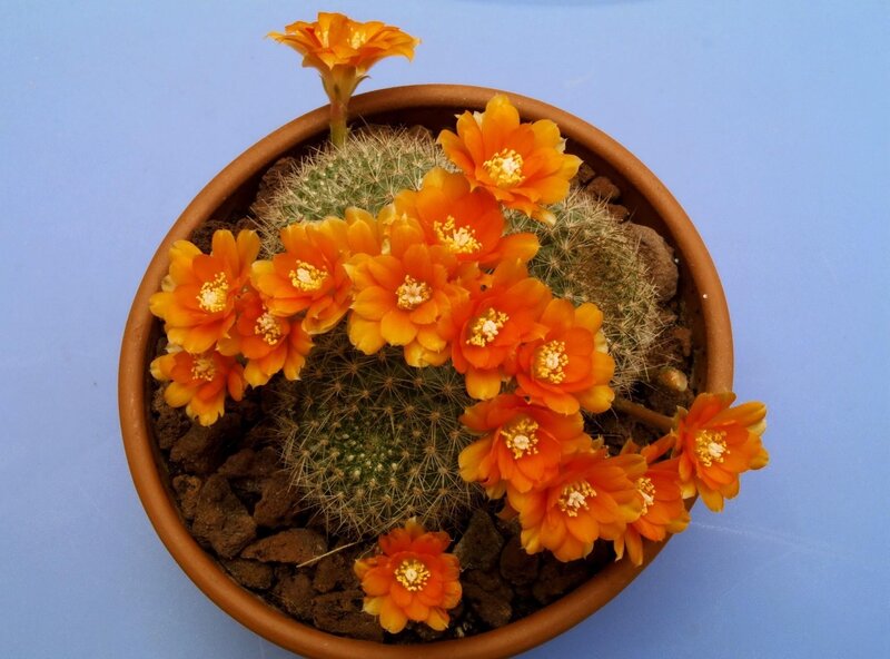 blooming cactus in pot