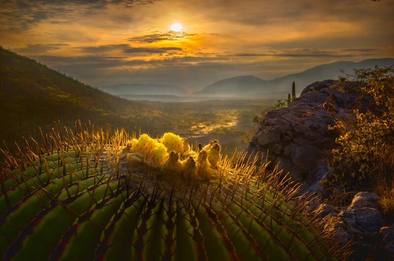 Blooming Cactus on Hillside
