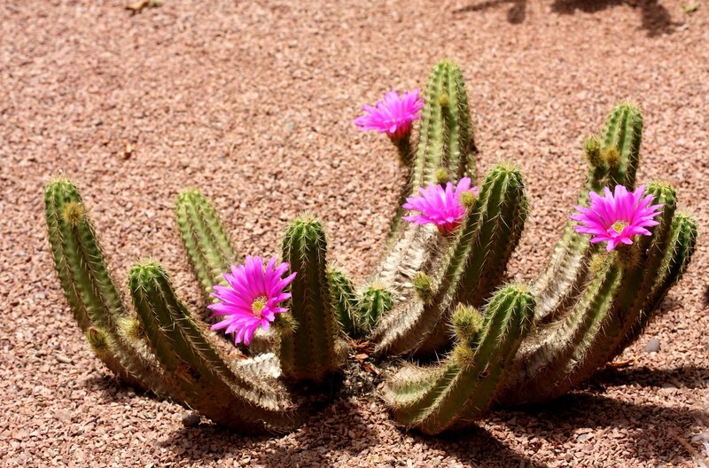Blooming Cactus Plant — Green