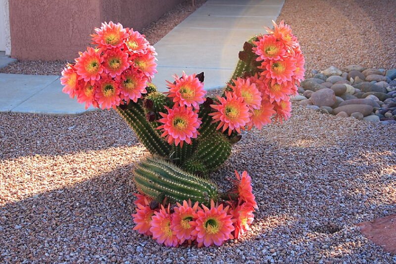 Blooming Cactus Plant — Pink