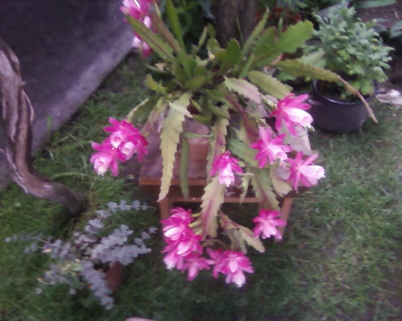 blooming cactus plant