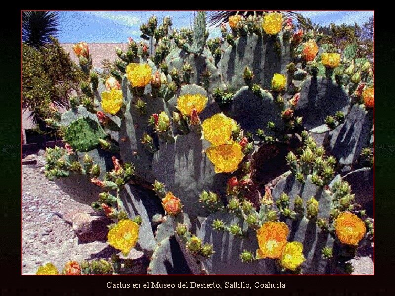 Blooming Cactus Plant — Yellow