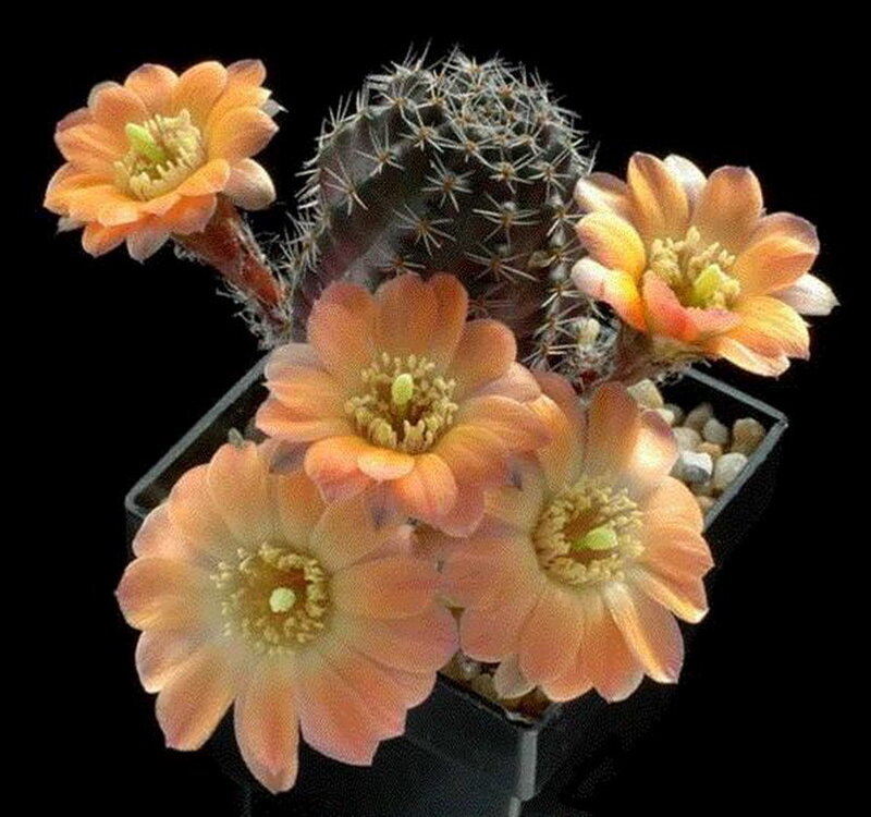 blooming cactus with orange flowers