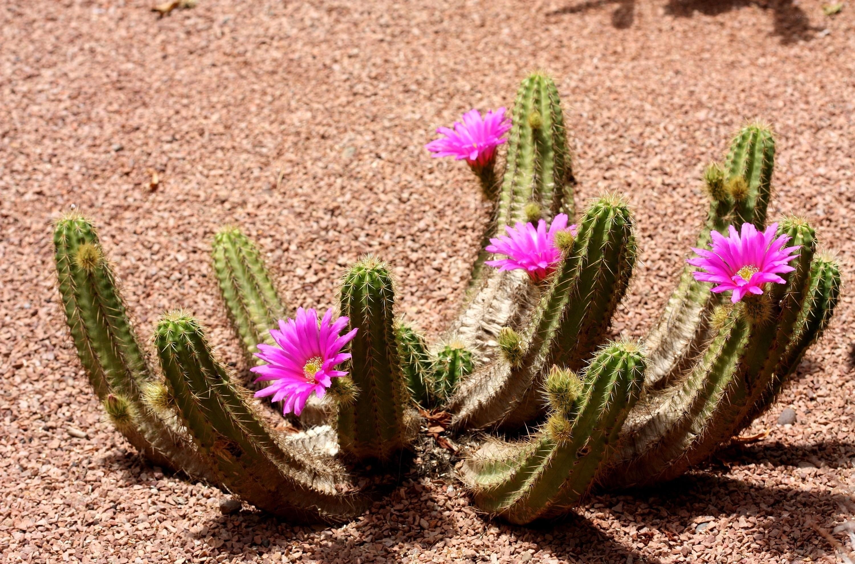 blooming cactus with pink flowers