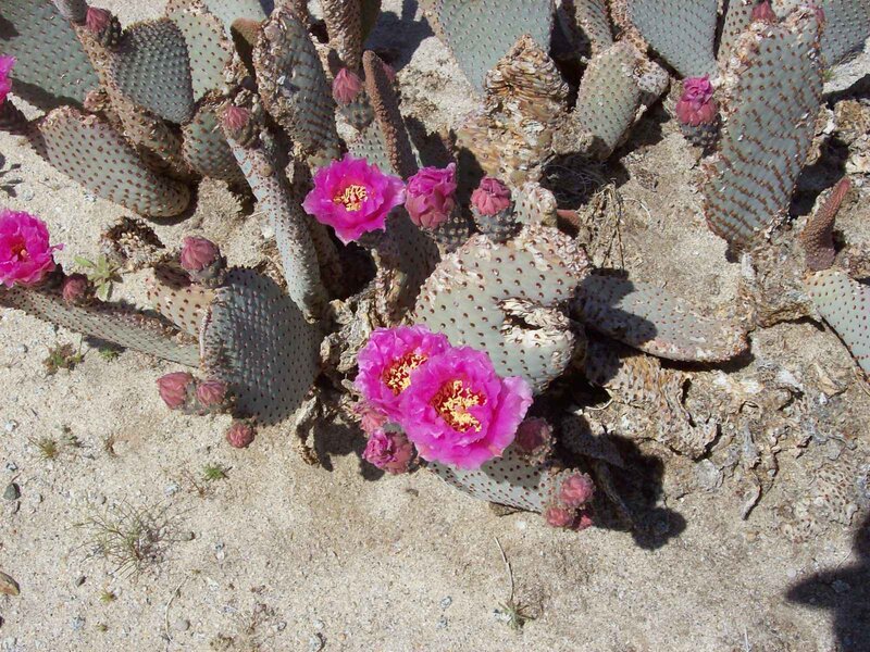 blooming cactus with pink flowers