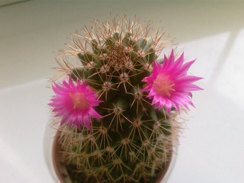 Blooming Cactus with Pink Flowers — Calm