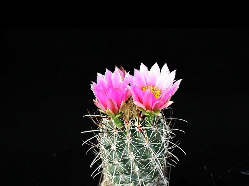 Blooming Cactus with Pink Flowers — Dramatic