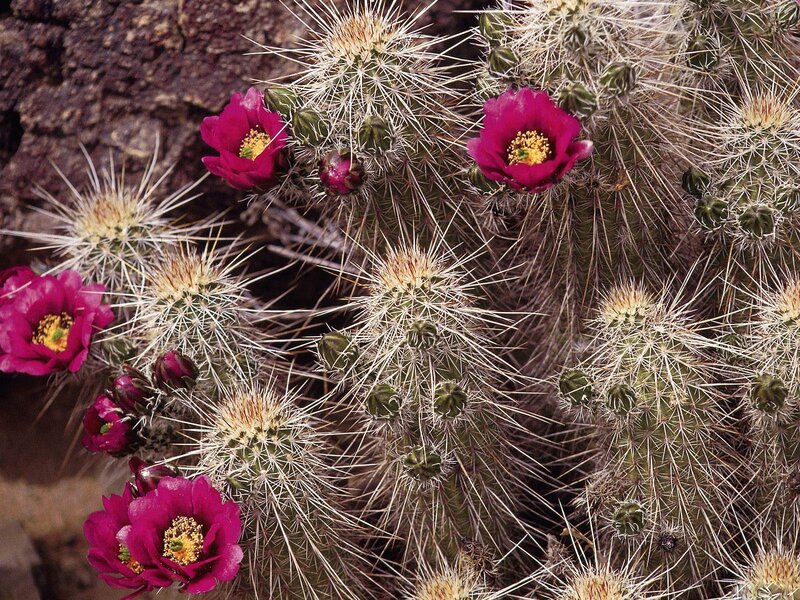 Blooming Cactus with Pink Flowers — Natural