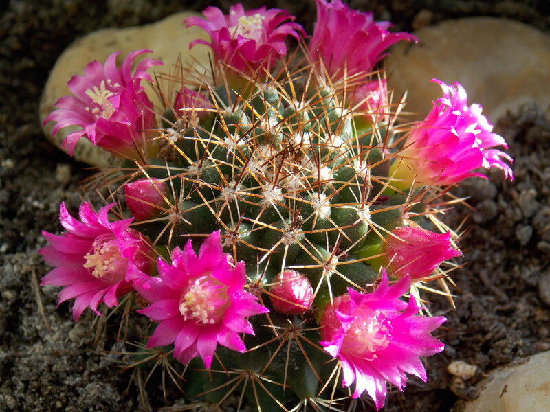 Blooming Cactus with Pink Flowers — Vibrant, Afternoon, Photograph