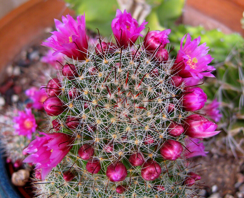 Blooming Cactus with Pink Flowers — Vibrant, Afternoon