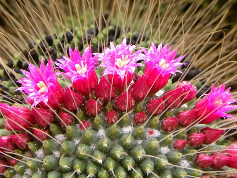 Blooming Cactus with Pink Flowers — Vibrant