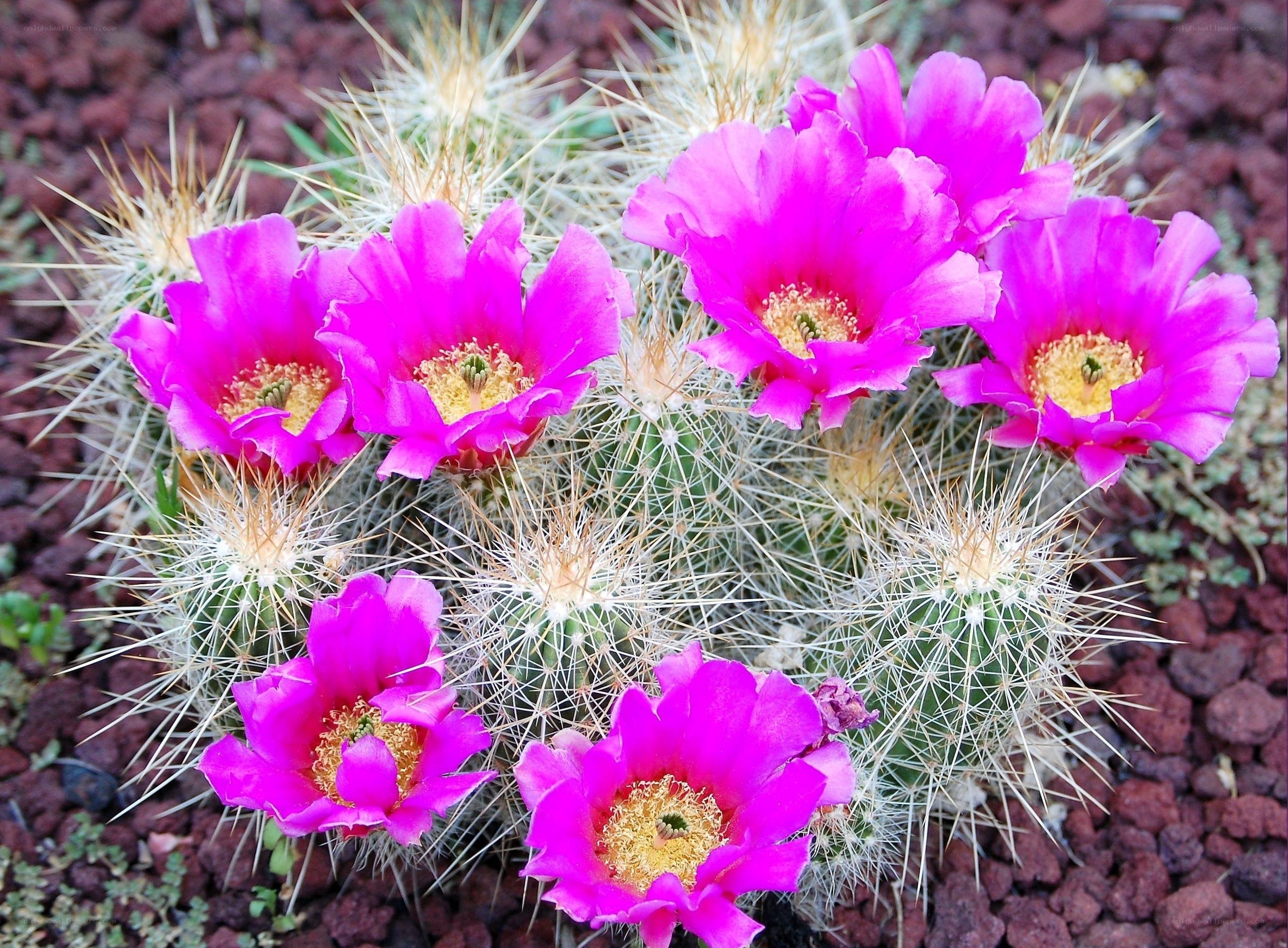 blooming cactus with pink flowers