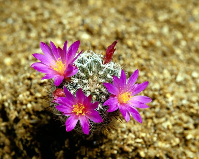 Blooming Cactus with Purple Flowers