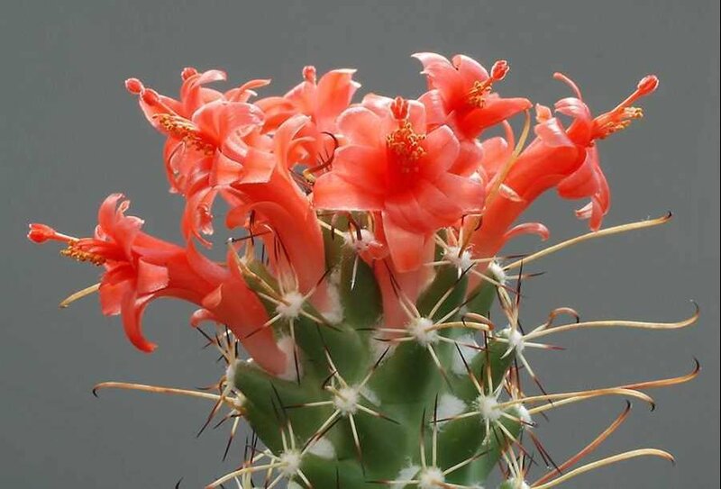 blooming cactus with red flowers