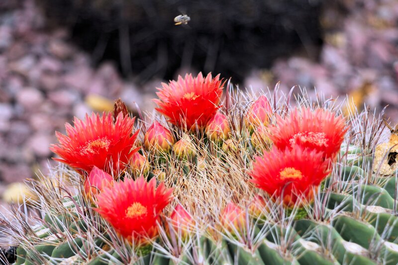 Blooming Cactus with Red Flowers — Natural