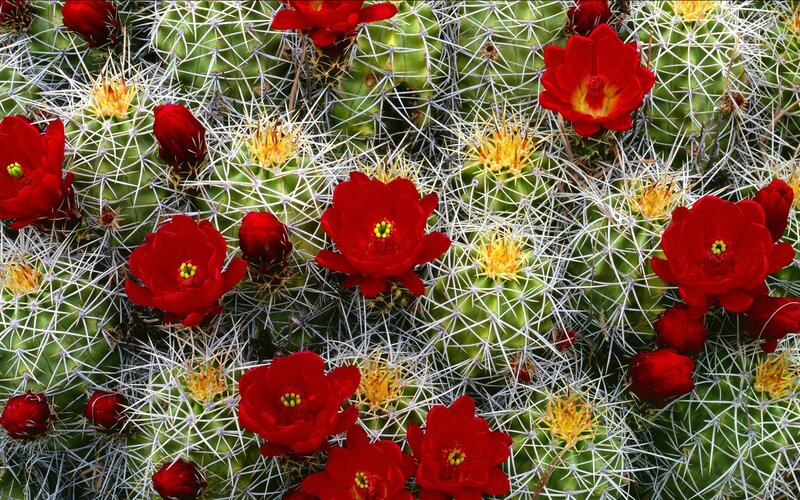 Blooming Cactus with Red Flowers — Vibrant