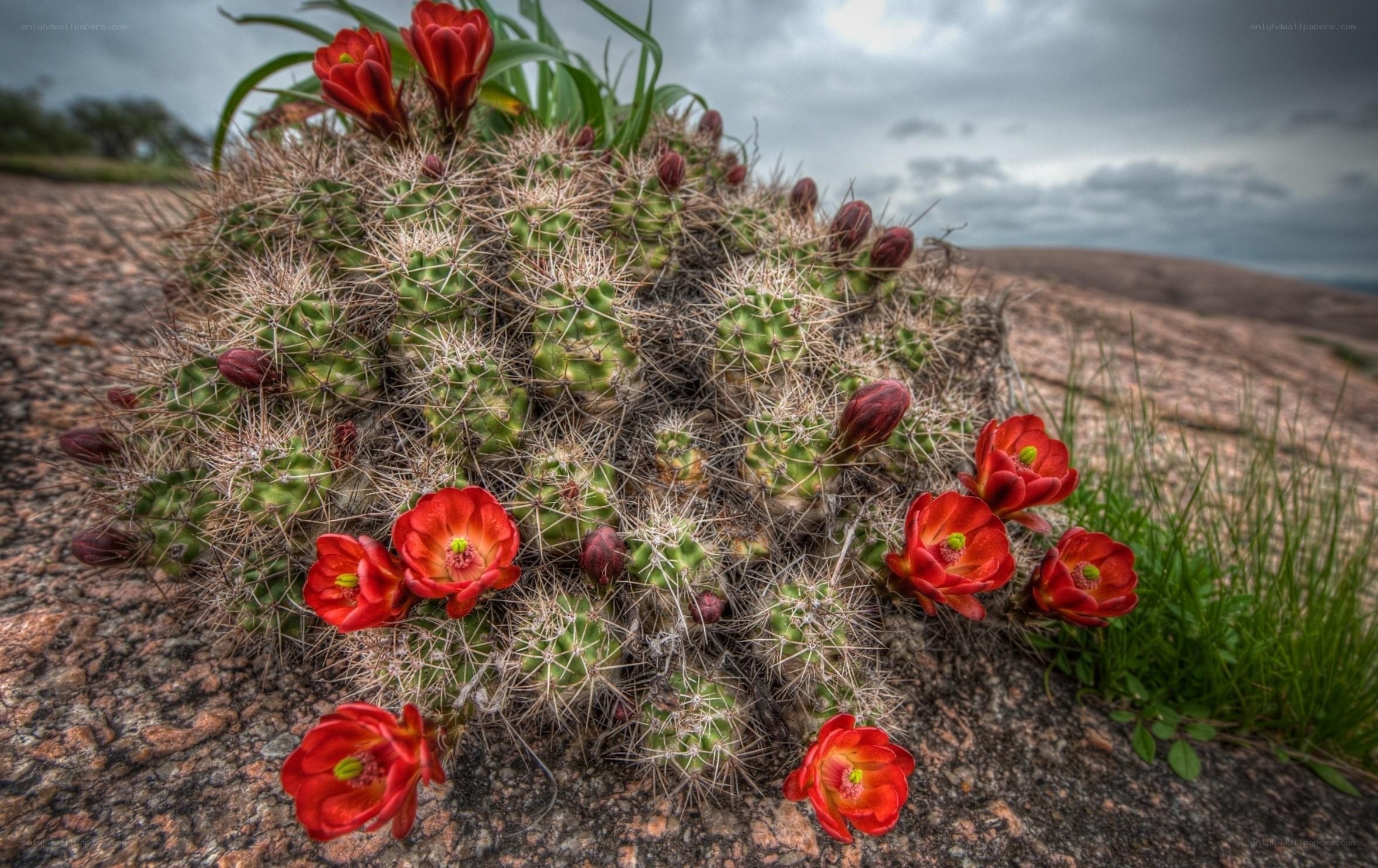 blooming cactus with red flowers