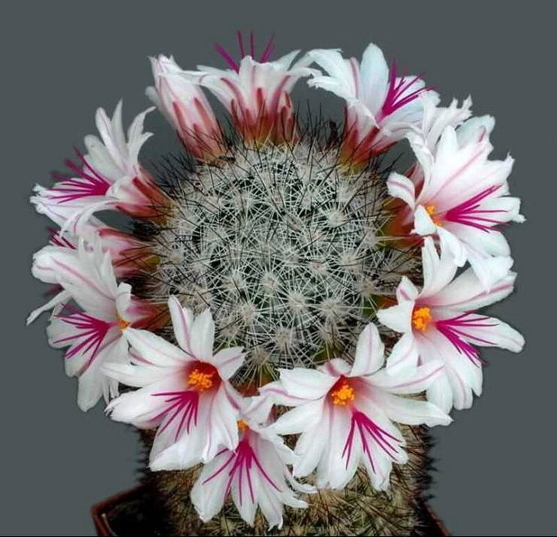 blooming cactus with white flowers