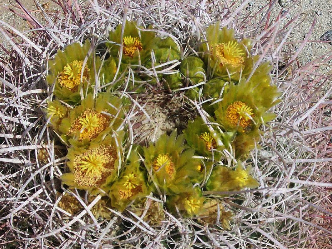 blooming cactus with yellow flowers