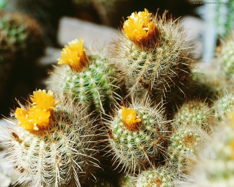 Blooming Cactus with Yellow Flowers — Calm