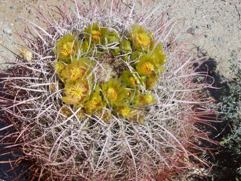 Blooming Cactus with Yellow Flowers — Green, Natural, Afternoon