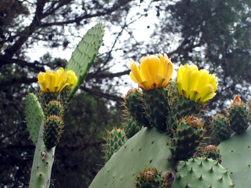 Blooming Cactus with Yellow Flowers — Green