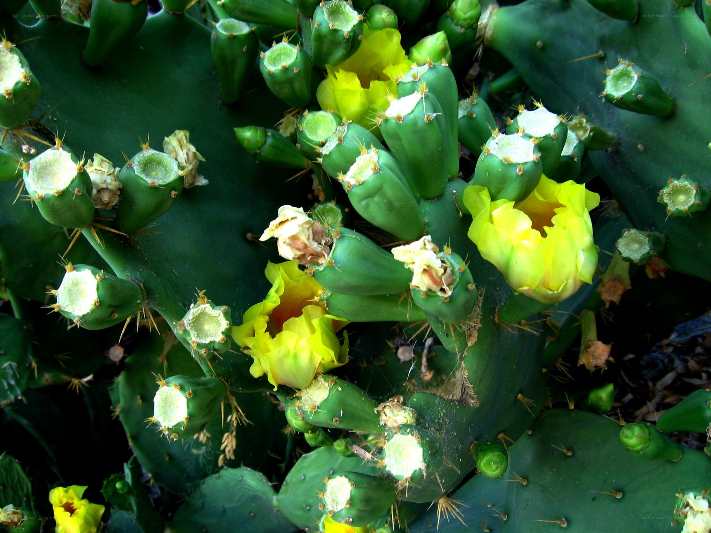 blooming cactus with yellow flowers