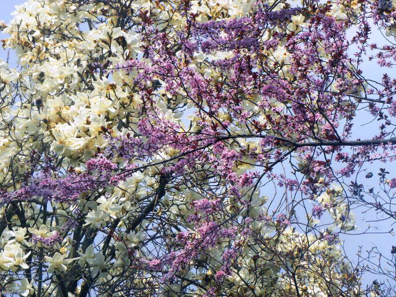 Blooming Cherry and Magnolia Trees