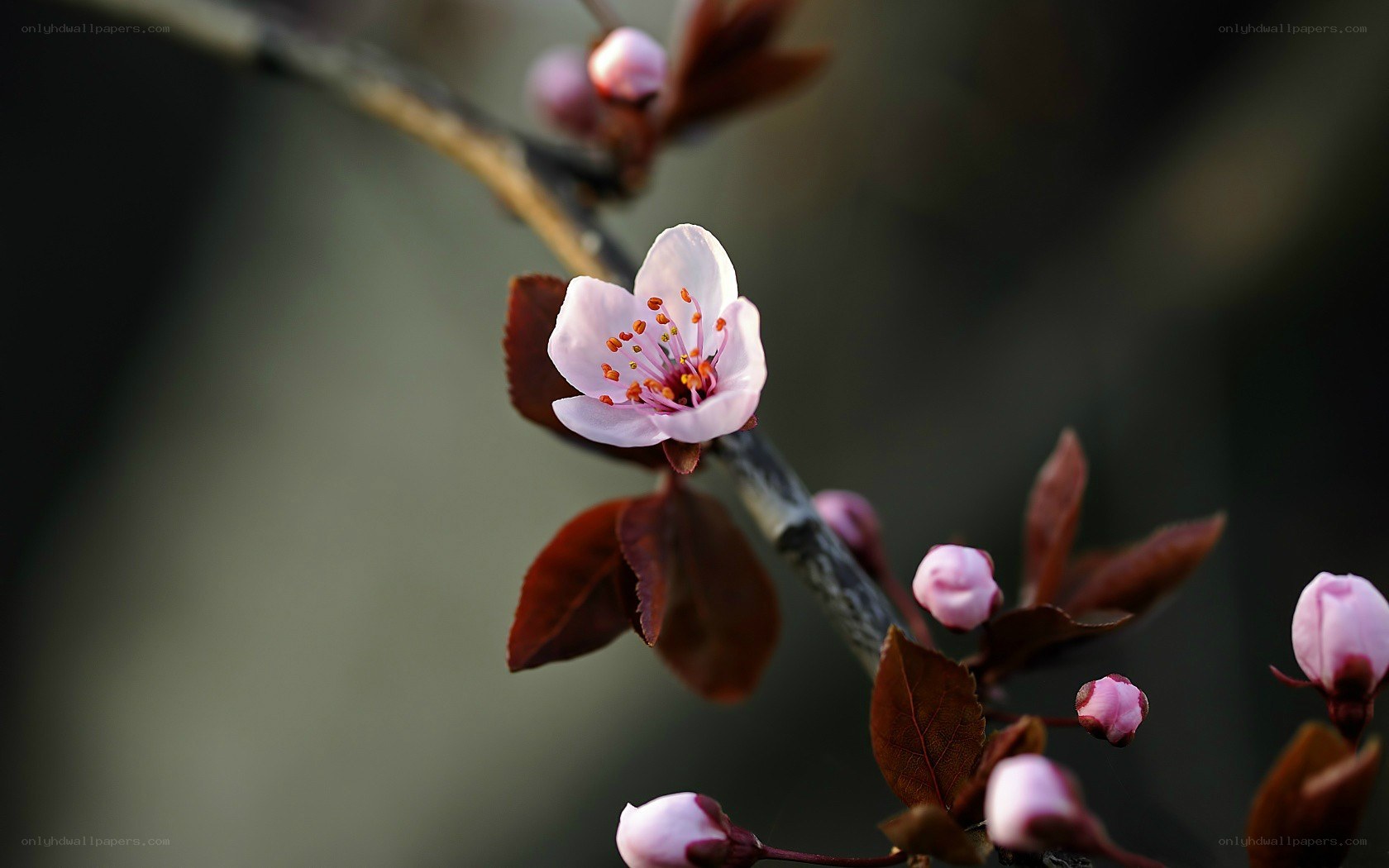 blooming cherry blossom