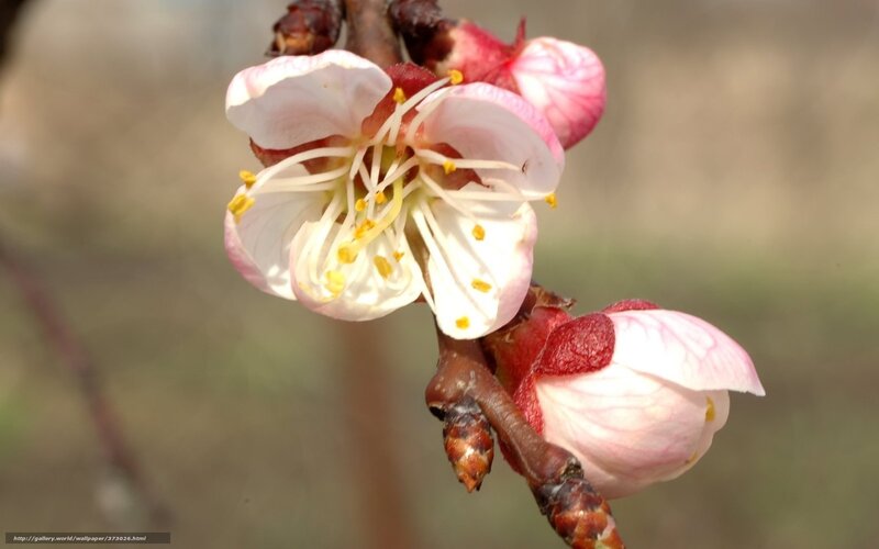 blooming cherry blossom