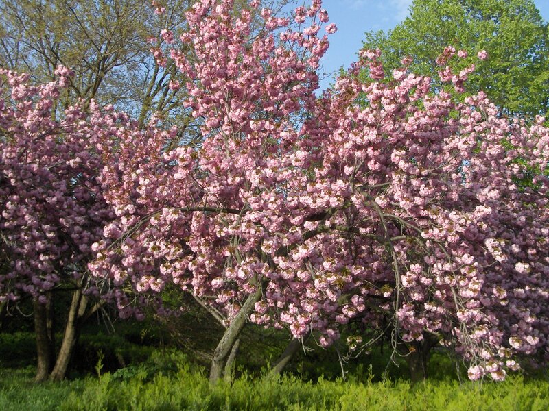 Blooming cherry blossom trees