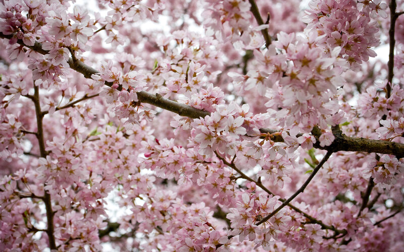 blooming cherry blossoms